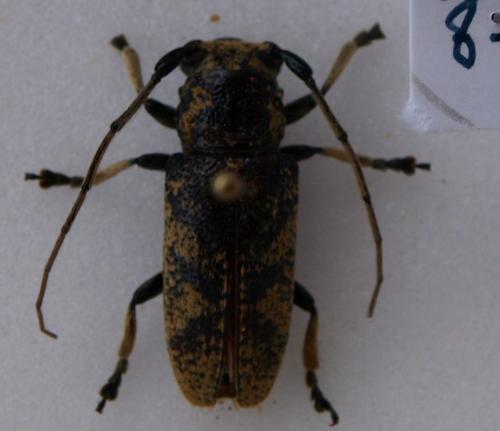Batrachorhina pruinosa
